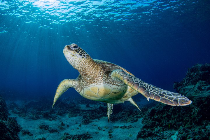 a turtle swimming under water