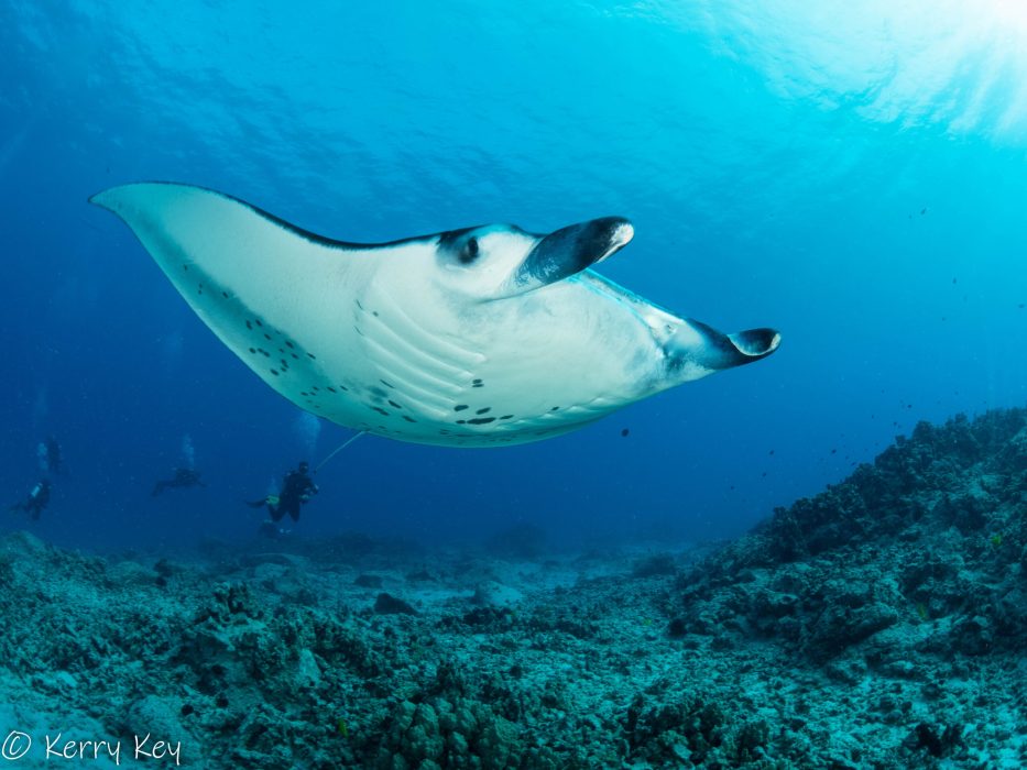 Manta Ray Night Dive in Kona, Hawaii | Kona Diving Company