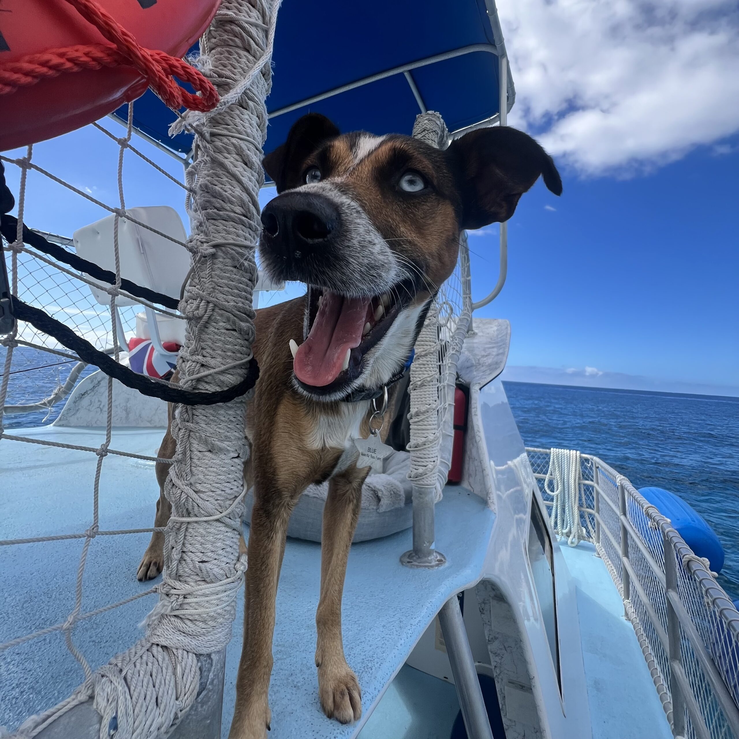 a dog sitting on a boat